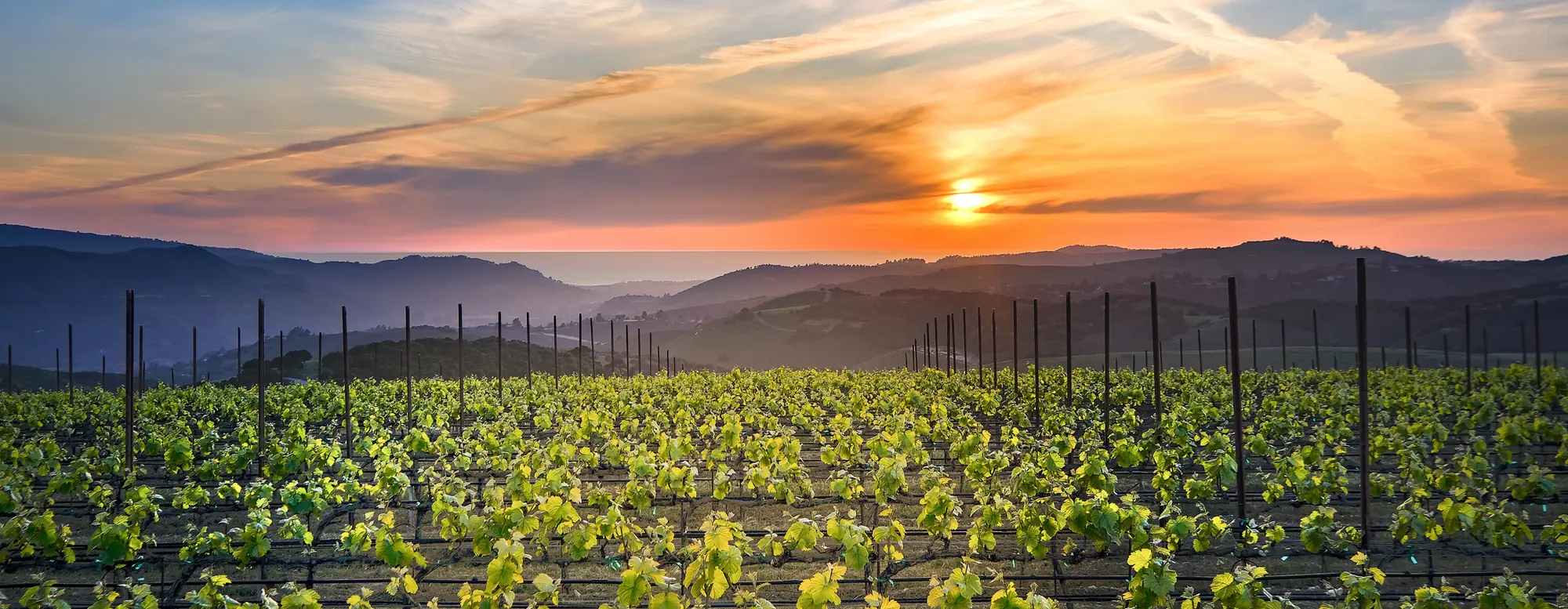 Vineyard rows on Albatross Ridge at sunset, looking down Carmel Valley to the Pacific on the horizon